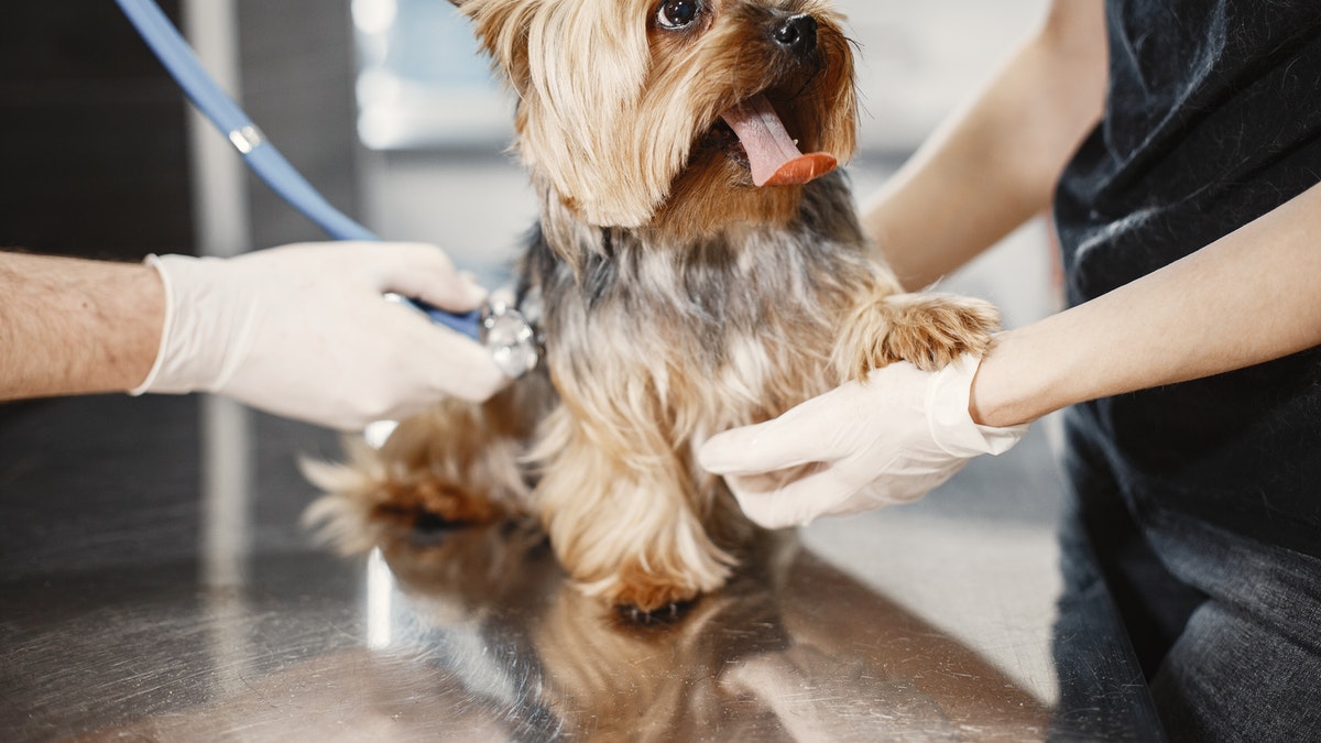 Marketing para clínicas veterinárias: como fazer?