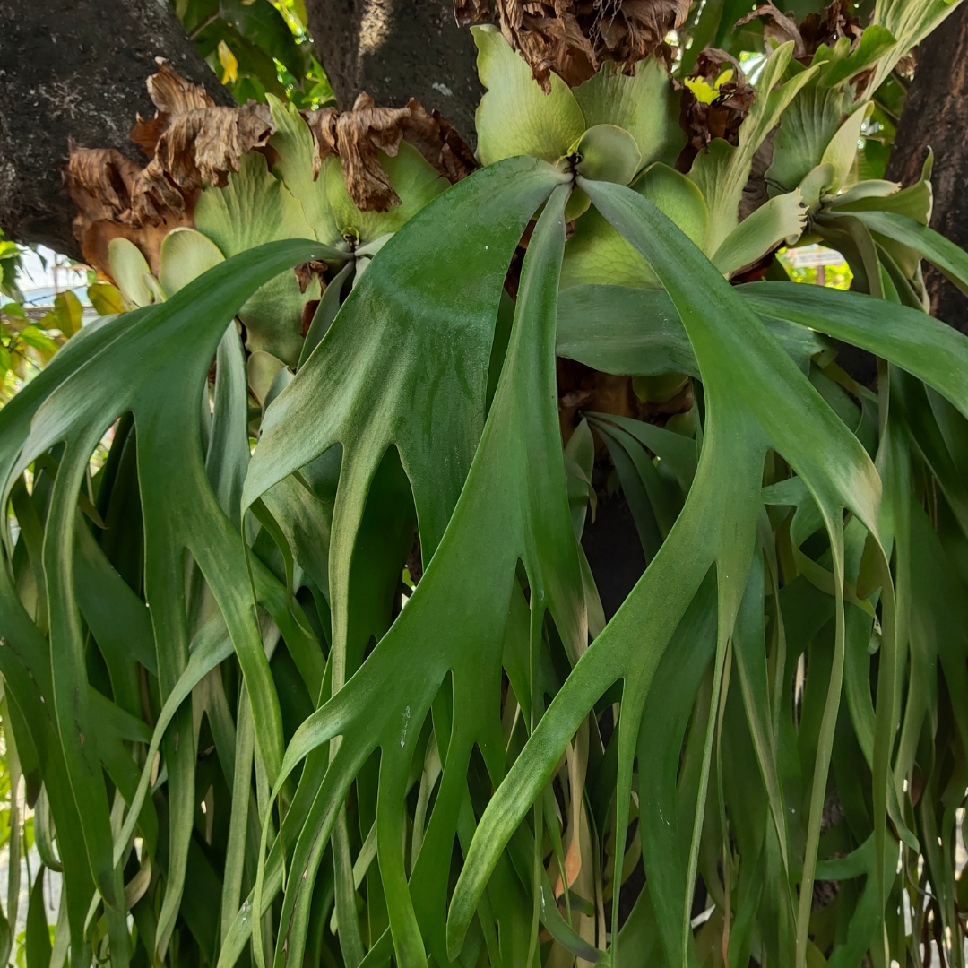GetNinjas | Estação das flores: 5 plantas para cultivar em casa