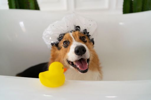 5 dicas para economizar nas despesas com o pet