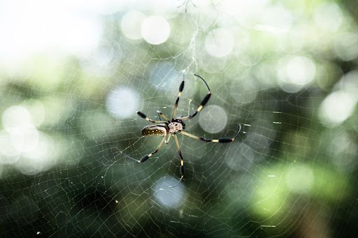 Acidentes com aranhas podem aumentar durante o verão