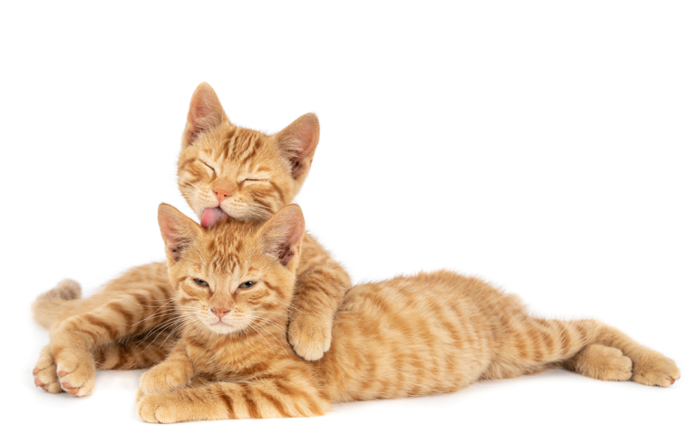 GetNinjas | 5 dicas para entender a mente do seu gato