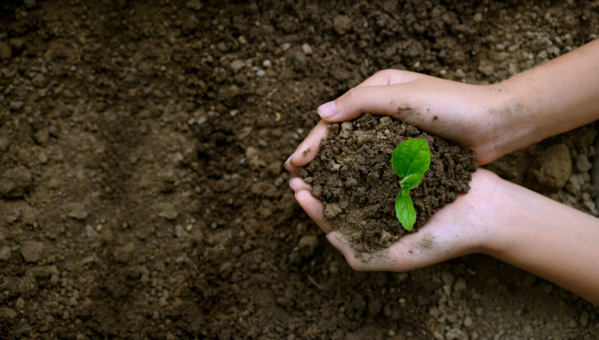 Abelha, uma rainha sem reino – O potencial inexplorado de serviços, empregos e renda na bioeconomia