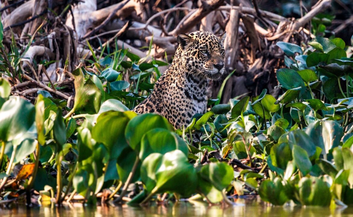 Felipe Cuoco expõe “O Chamado do Pantanal” em São Paulo