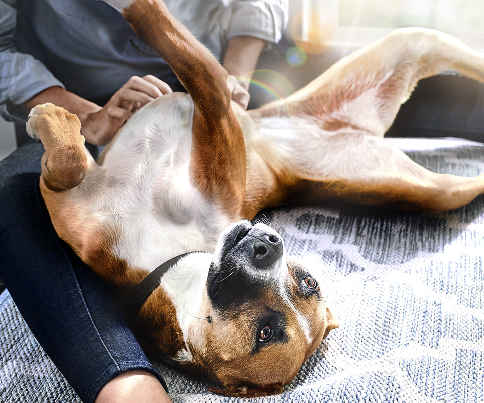 Hill’s reforça importância das fibras na saúde intestinal e bem-estar de pets